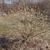 Leafless, twiggy, rounded shrub with small white flowers.