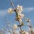 Leafless stem bearing small, white, funnel-shaped flowers.