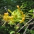 cluster of yellow, funnel-shaped flowers.