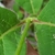 Close up of node showing hairy leaves and stems.