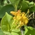 cluster of yellow, funnel-shaped flowers.