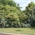 Vine growing rampantly over shrubs.