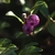 Close-up on translucent violet berries.