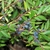 Shrub with small leaves and translucent blue fruits