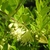 Shrub with small leaves and greenish-white flowers.