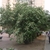 Large, dense shrub towering over a sidewalk.