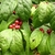 Branches with opposite leaves & pairs of axillary, red berries.