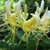 Cluster of ivory and yellow, 2-lipped, tubular flowers.