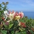 Large cluster of pink buds & open white flowers aging yellow