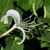 Single, 2-lipped, tubular flower with exserted stamens