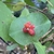 Cluster of red berries backed by conjoined opposite leaves.