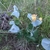 Cluster of yellow flowers backed by conjoined glaucous leaves.