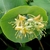 Cluster of yellow flowers backed by conjoined opposite leaves.