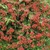 Masses of red, trumpet-shaped flowers.