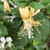 Flowers (in axillary pairs) turning yellow as they age