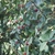 Shrub bearing small red berries in axils of opposite leaves.