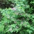Shrub bearing pale pink flowers with deeply lobed corollas.