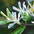 Shoot bearing white flowers with deeply lobed corollas.