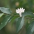Leafy shoot with a pair of white tubular flowers.
