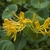 Cluster of yellow funnel-shaped flowers.