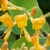 Cluster of yellow funnel-shaped flowers.