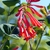 Cluster of bright red tubular flowers.