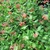 Vine with clusters of bright red tubular flowers.