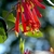 Cluster of bright red tubular flowers.