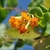 Clusters of orange tubular flowers.