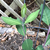 Shoots with opposite, elliptical leaves. Stems reddish.
