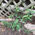 Young vine at base of trellis. Reddish stems & opposite leaves.