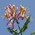 Cluster of pink and yellow funnel-shaped flowers.