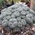 Lophophora Williamsii