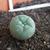 Lophophora Williamsii