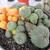 Lophophora Williamsii