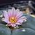 Lophophora Williamsii