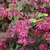 Loropetalum chinense v rubrum
