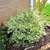 Small shrub with many white flowers; at corner of a house.