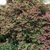 Loropetalum chinense v rubrum