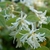 Leafy shoots with flowers with white, strappy petals.
