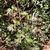 Leafy shoots with dozens of flowers with white, strappy petals.