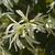 Flower up close with strap like petals