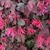Leafy shoots with dozens of flowers with pink strappy petals.