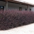 Loropetalum chinense f. rubrum
