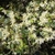 Leafy shoots with dozens of flowers with white, strappy petals.