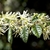 Leafy shoot with white flowers with strap-like petals.