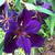 Iris hexagona
