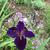 Iris hexagona