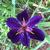 Iris hexagona
