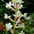 Spike of white flowers